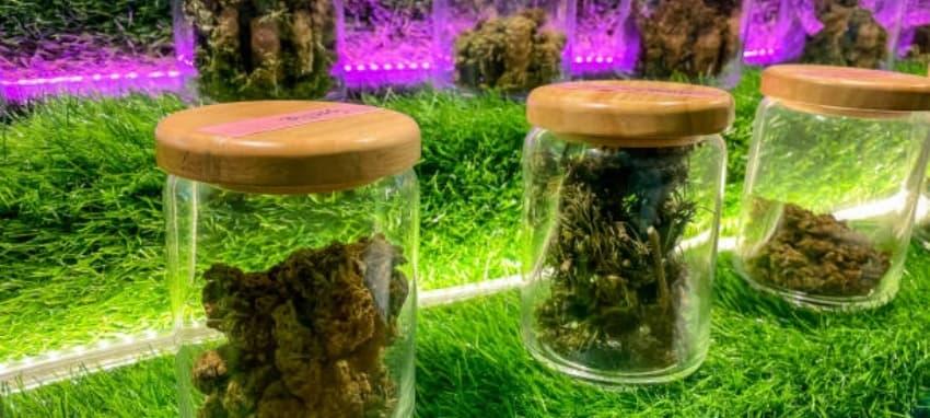 co tehotenstvi a elektronicka cigareta - rizika, mýty a bezpečné alternativy pro budoucí matky